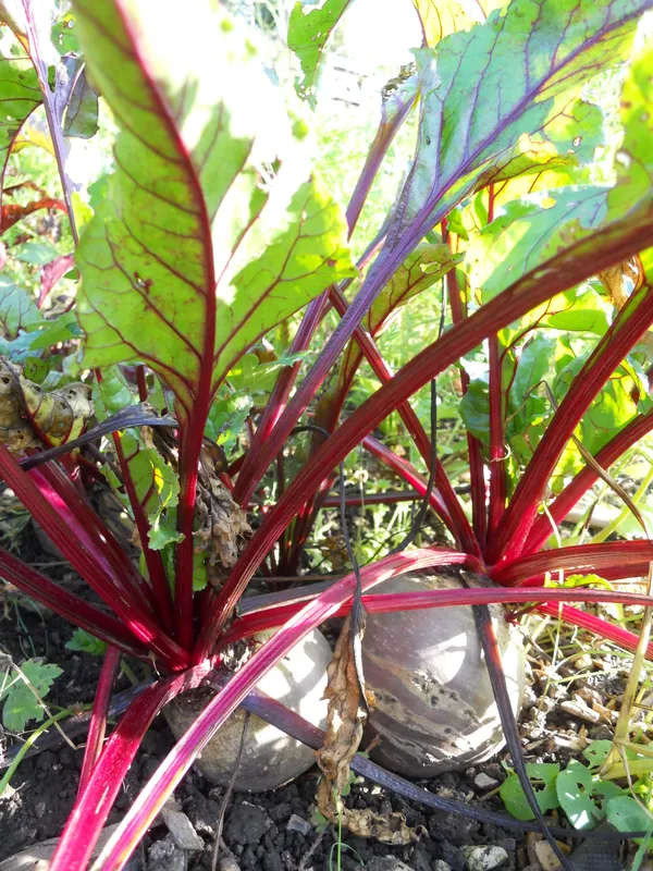 Greenery_Nursery®_Highly_Benefited_Beetroot_Seeds_(20-40_Pieces)_For_Home_Garden,_Pack_Of_1