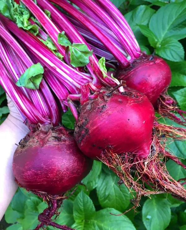 Greenery_Nursery®_Highly_Benefited_Beetroot_Seeds_(20-40_Pieces)_For_Home_Garden,_Pack_Of_1