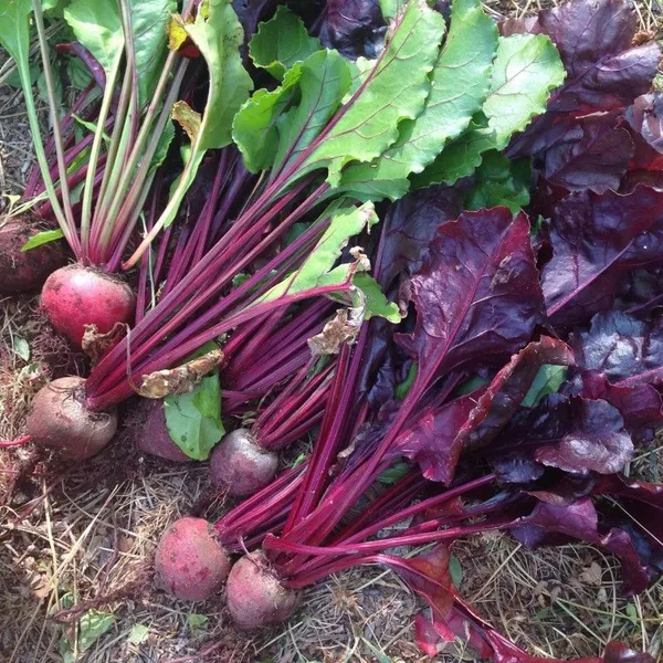 Greenery_Nursery®_Highly_Benefited_Beetroot_Seeds_(20-40_Pieces)_For_Home_Garden,_Pack_Of_1