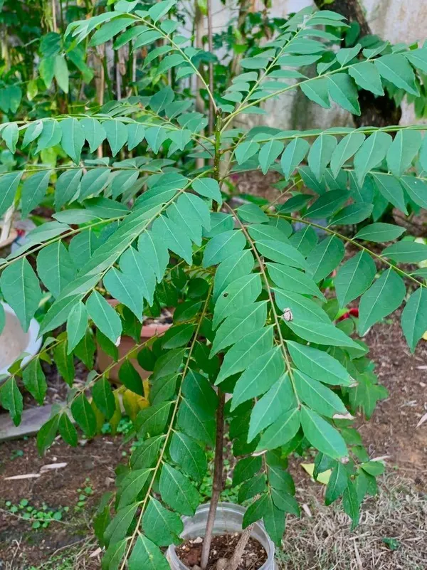 Greenery_Nursery®_Highly_Benefited_Curry_Leaf/Curry_Patta_Plant_&_Tree_(1.5-3.5_Ft_Height)_For_Home_Garden,_Pack_Of_1