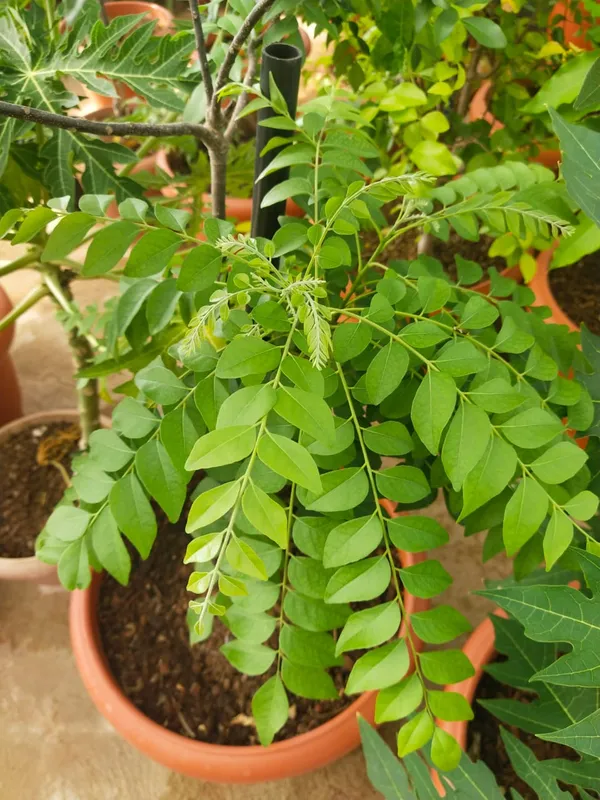 Greenery_Nursery®_Highly_Benefited_Curry_Leaf/Curry_Patta_Plant_&_Tree_(1.5-3.5_Ft_Height)_For_Home_Garden,_Pack_Of_1