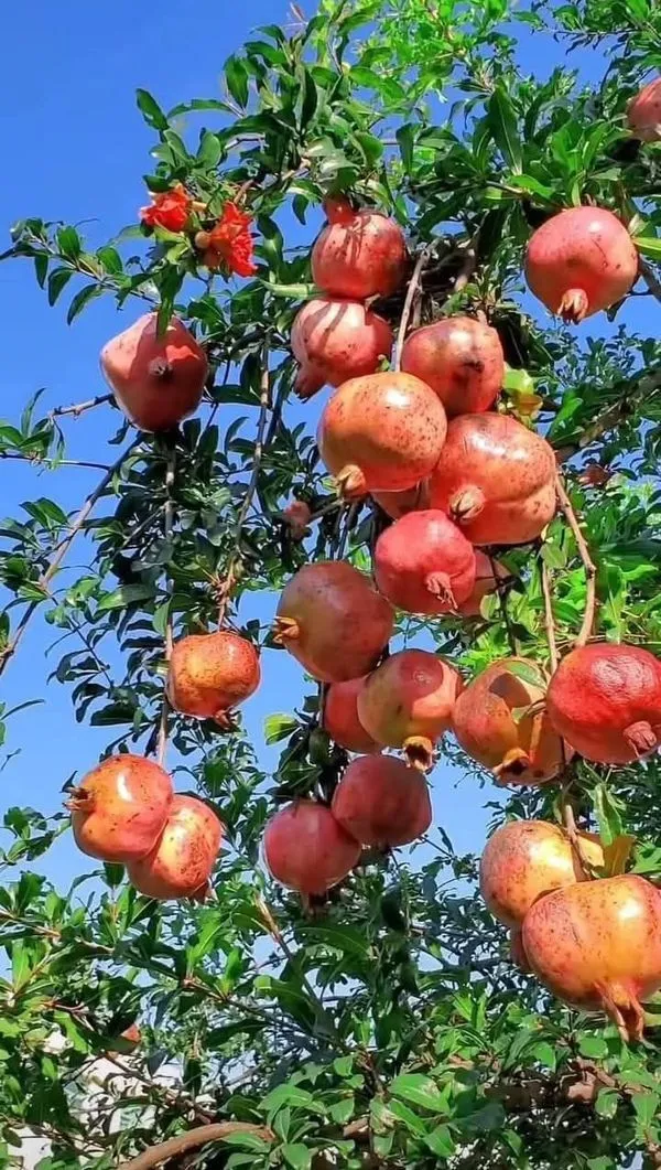 Greenery_Nursery®_Highly_Benefited_Pomegranate_Plant_For_Home_Garden_(1.5-3.5_Ft_Height)_Well_Watered_Hybrid_Annar_Plant,_Pack_Of_1