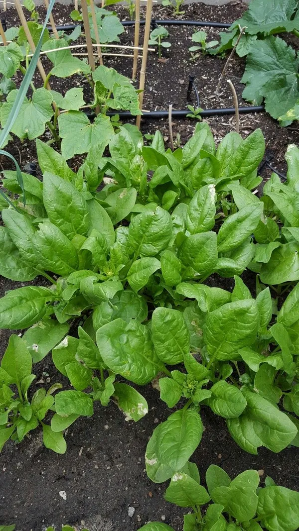 Greenery_Nursery®_Highly_Benefited_Spinach_Seeds_(20-40_Pieces)_For_Home_Garden,_Pack_Of_1