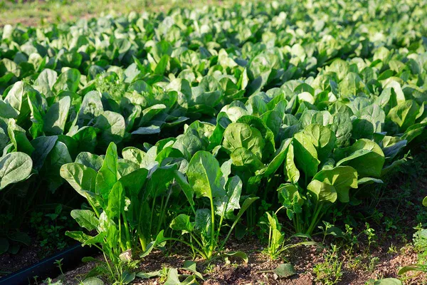Greenery_Nursery®_Highly_Benefited_Spinach_Seeds_(20-40_Pieces)_For_Home_Garden,_Pack_Of_1