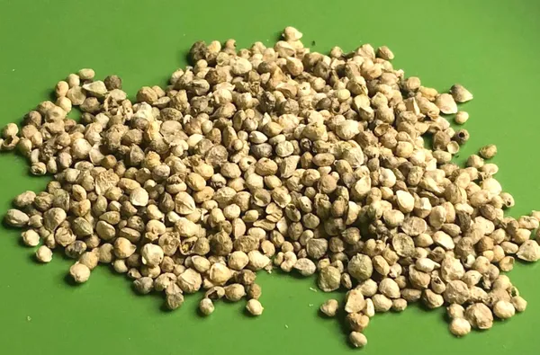 Greenery_Nursery®_Highly_Benefited_Spinach_Seeds_(20-40_Pieces)_For_Home_Garden,_Pack_Of_1