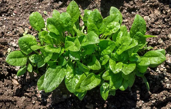Greenery_Nursery®_Highly_Benefited_Spinach_Seeds_(20-40_Pieces)_For_Home_Garden,_Pack_Of_1