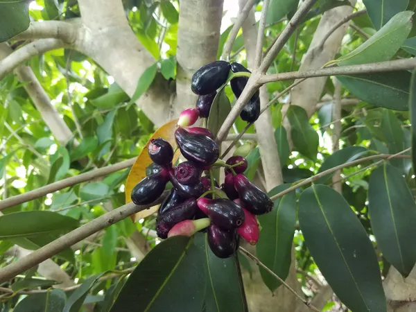 Greenery_Nursery®_Hybrid_Black_Jamun_Plant_&_Tree_For_Your_Home_Garden_(1.5-3.5_Ft_Height)_Well_Watered_Jam/Jamun_Plant,_Pack_Of_1