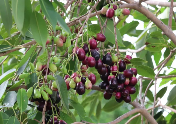Greenery_Nursery®_Hybrid_Black_Jamun_Plant_&_Tree_For_Your_Home_Garden_(1.5-3.5_Ft_Height)_Well_Watered_Jam/Jamun_Plant,_Pack_Of_1