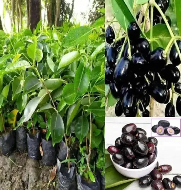 Greenery_Nursery®_Hybrid_Black_Jamun_Plant_&_Tree_For_Your_Home_Garden_(1.5-3.5_Ft_Height)_Well_Watered_Jam/Jamun_Plant,_Pack_Of_1