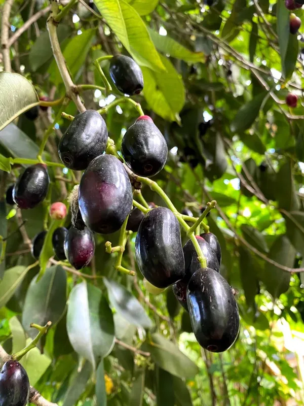 Greenery_Nursery®_Hybrid_Black_Jamun_Plant_&_Tree_For_Your_Home_Garden_(1.5-3.5_Ft_Height)_Well_Watered_Jam/Jamun_Plant,_Pack_Of_1