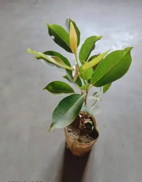 Greenery_Nursery®_Hybrid_Black_Jamun_Plant_&_Tree_For_Your_Home_Garden_(1.5-3.5_Ft_Height)_Well_Watered_Jam/Jamun_Plant,_Pack_Of_1