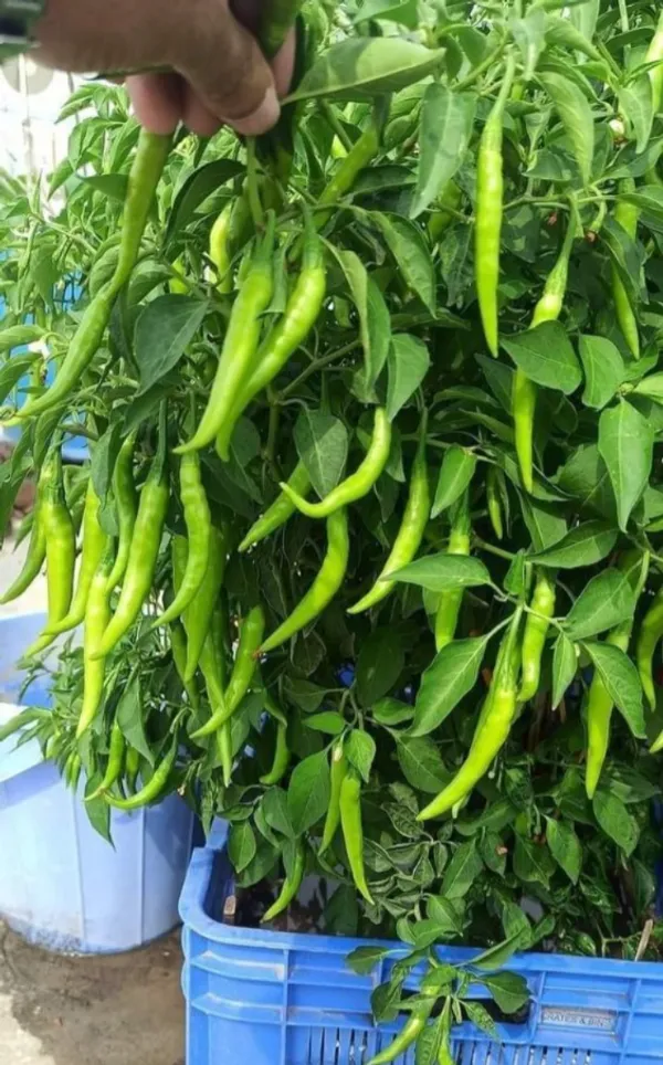 Greenery_Nursery®_Hybrid_Chili_Seeds_(20-40_Pieces)_For_Home_Garden,_Pack_Of_1