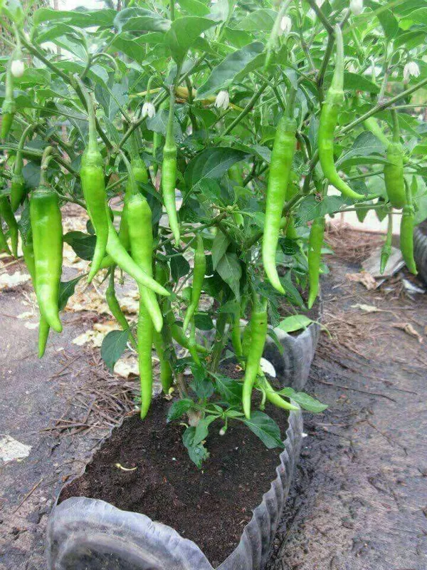 Greenery_Nursery®_Hybrid_Chili_Seeds_(20-40_Pieces)_For_Home_Garden,_Pack_Of_1
