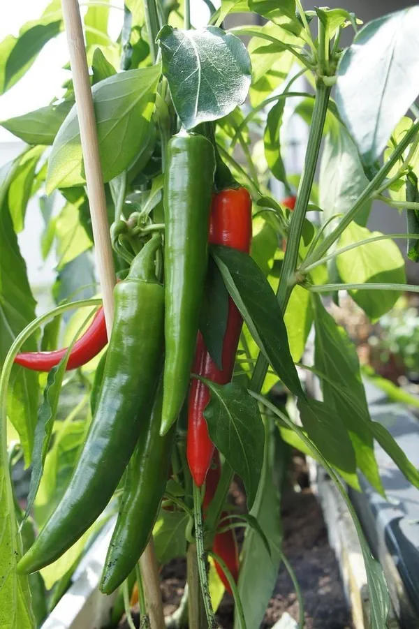 Greenery_Nursery®_Hybrid_Chili_Seeds_(20-40_Pieces)_For_Home_Garden,_Pack_Of_1