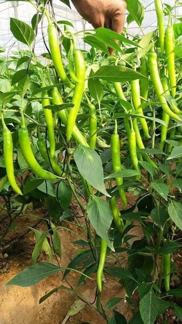 Greenery_Nursery®_Hybrid_Chili_Seeds_(20-40_Pieces)_For_Home_Garden,_Pack_Of_1