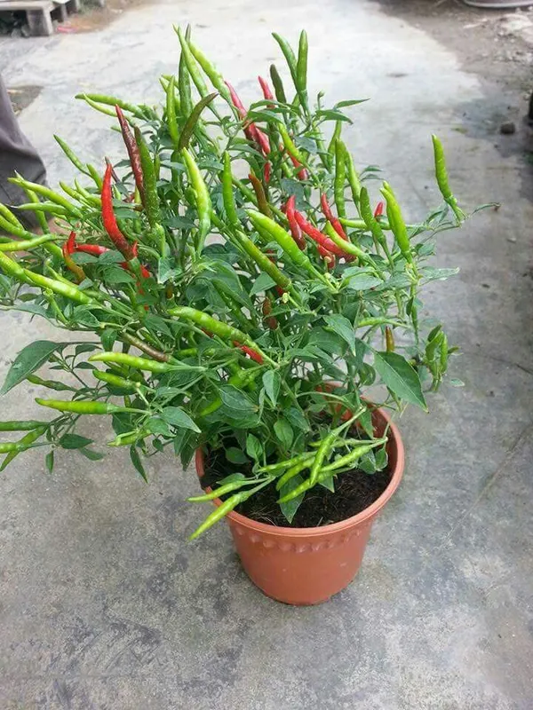 Greenery_Nursery®_Hybrid_Chili_Seeds_(20-40_Pieces)_For_Home_Garden,_Pack_Of_1