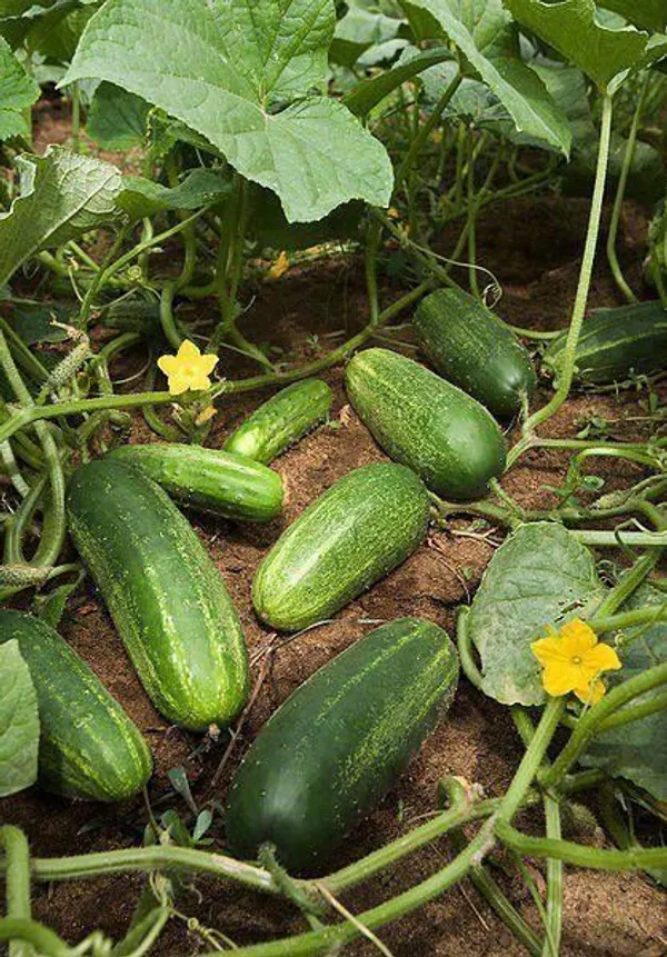 Greenery_Nursery®_Hybrid_Cucumber_Seeds_(20-40_Pieces)_For_Home_Garden,_Pack_Of_1