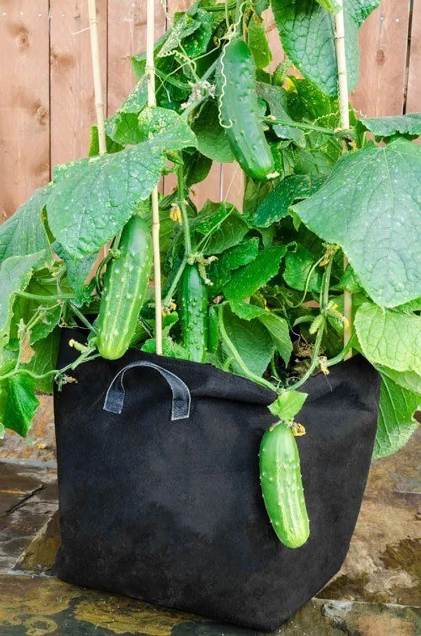 Greenery_Nursery®_Hybrid_Cucumber_Seeds_(20-40_Pieces)_For_Home_Garden,_Pack_Of_1