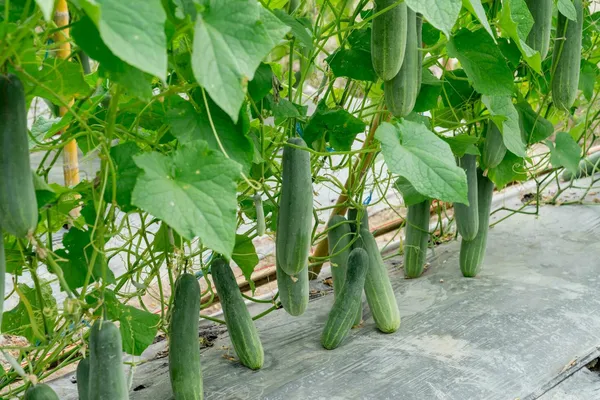 Greenery_Nursery®_Hybrid_Cucumber_Seeds_(20-40_Pieces)_For_Home_Garden,_Pack_Of_1