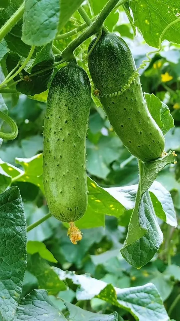 Greenery_Nursery®_Hybrid_Cucumber_Seeds_(20-40_Pieces)_For_Home_Garden,_Pack_Of_1
