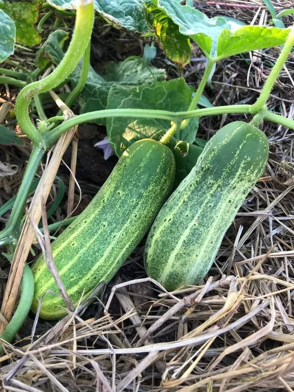 Greenery_Nursery®_Hybrid_Cucumber_Seeds_(20-40_Pieces)_For_Home_Garden,_Pack_Of_1