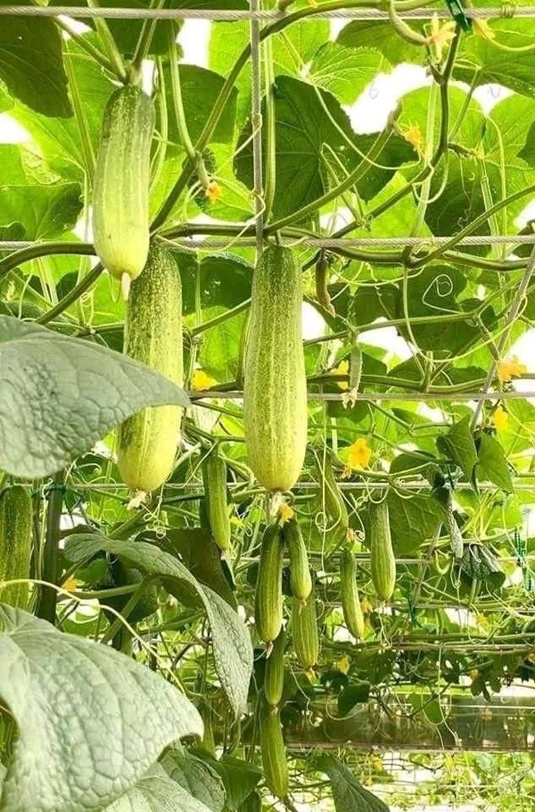 Greenery_Nursery®_Hybrid_Cucumber_Seeds_(20-40_Pieces)_For_Home_Garden,_Pack_Of_1