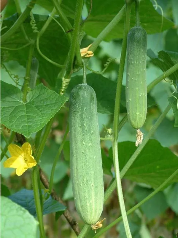 Greenery_Nursery®_Hybrid_Cucumber_Seeds_(20-40_Pieces)_For_Home_Garden,_Pack_Of_1