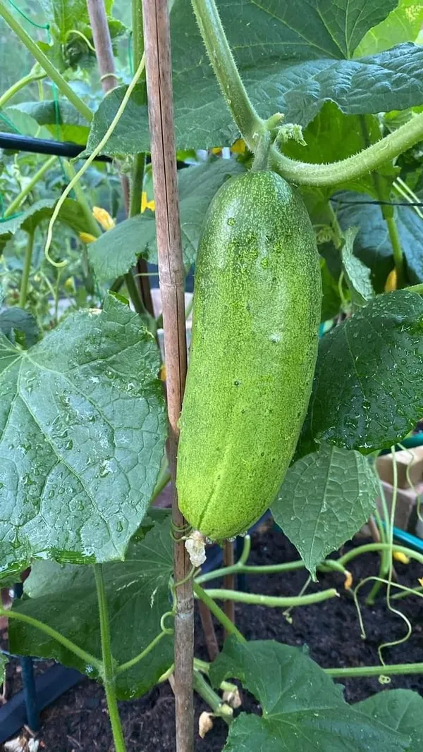 Greenery_Nursery®_Hybrid_Cucumber_Seeds_(20-40_Pieces)_For_Home_Garden,_Pack_Of_1