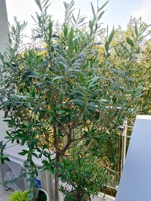 Greenery_Nursery®_Hybrid_Jolpai/Olive_Fruit_Plant_&_Tree_For_Your_Home_Garden_(1.5-2_Ft_Height)_Pack_Of_1
