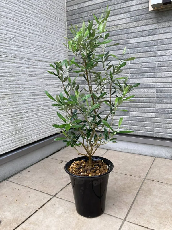 Greenery_Nursery®_Hybrid_Jolpai/Olive_Fruit_Plant_&_Tree_For_Your_Home_Garden_(1.5-2_Ft_Height)_Pack_Of_1