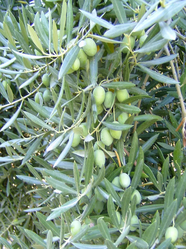 Greenery_Nursery®_Hybrid_Jolpai/Olive_Fruit_Plant_&_Tree_For_Your_Home_Garden_(1.5-2_Ft_Height)_Pack_Of_1