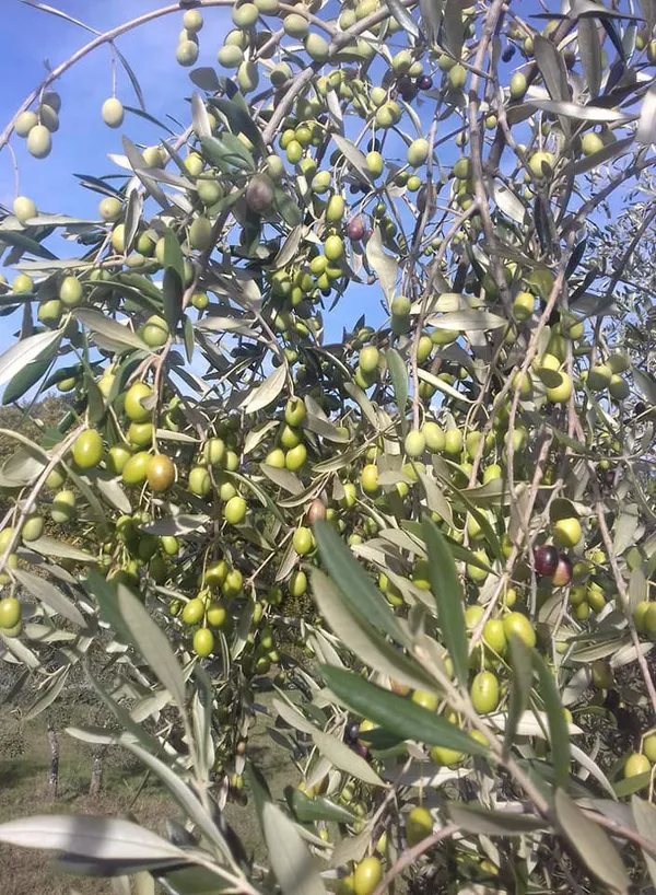 Greenery_Nursery®_Hybrid_Jolpai/Olive_Fruit_Plant_&_Tree_For_Your_Home_Garden_(1.5-2_Ft_Height)_Pack_Of_1