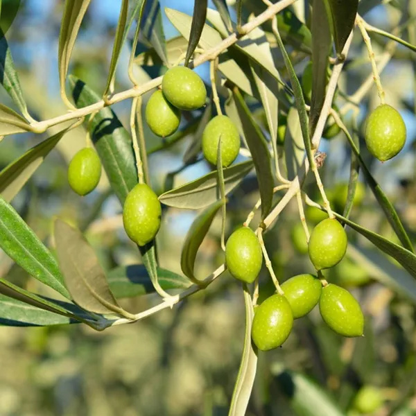 Greenery_Nursery®_Hybrid_Jolpai/Olive_Fruit_Plant_&_Tree_For_Your_Home_Garden_(1.5-2_Ft_Height)_Pack_Of_1