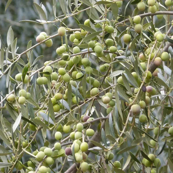 Greenery_Nursery®_Hybrid_Jolpai/Olive_Fruit_Plant_&_Tree_For_Your_Home_Garden_(1.5-2_Ft_Height)_Pack_Of_1