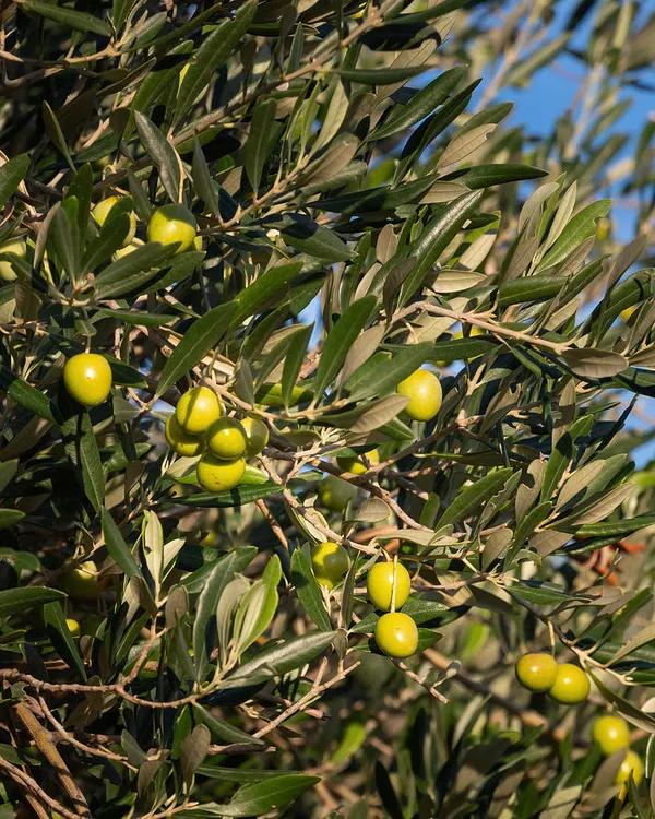 Greenery_Nursery®_Hybrid_Jolpai/Olive_Fruit_Plant_&_Tree_For_Your_Home_Garden_(1.5-2_Ft_Height)_Pack_Of_1