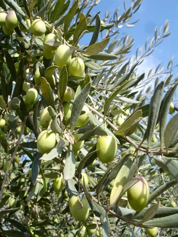 Greenery_Nursery®_Hybrid_Jolpai/Olive_Fruit_Plant_&_Tree_For_Your_Home_Garden_(1.5-2_Ft_Height)_Pack_Of_1
