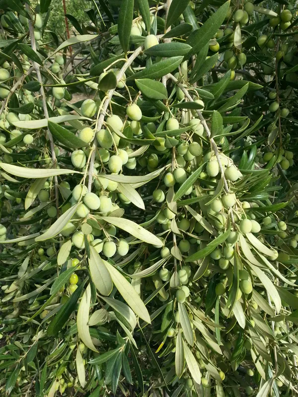 Greenery_Nursery®_Hybrid_Jolpai/Olive_Fruit_Plant_&_Tree_For_Your_Home_Garden_(1.5-2_Ft_Height)_Pack_Of_1