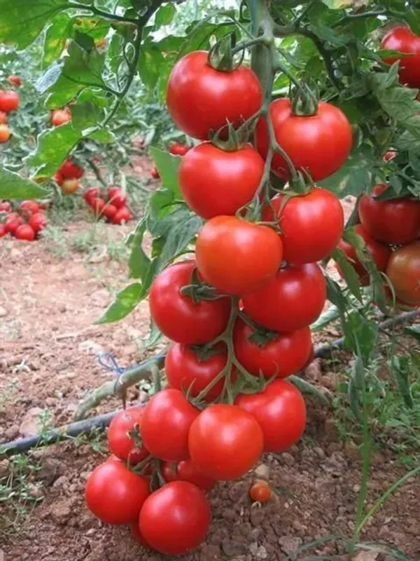 Greenery_Nursery®_Hybrid_Red_Tomato_Seeds_(20-40_Pieces)_For_Your_Home_Garden,_Pack_Of_1