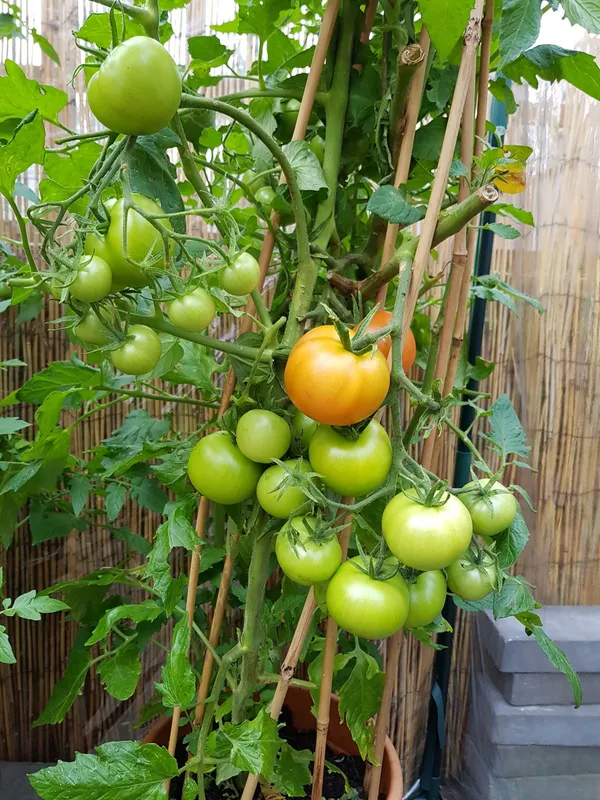 Greenery_Nursery®_Hybrid_Red_Tomato_Seeds_(20-40_Pieces)_For_Your_Home_Garden,_Pack_Of_1