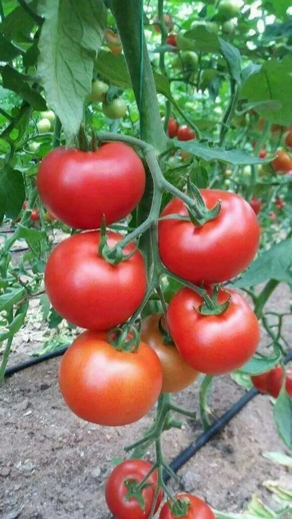 Greenery_Nursery®_Hybrid_Red_Tomato_Seeds_(20-40_Pieces)_For_Your_Home_Garden,_Pack_Of_1