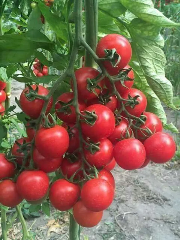 Greenery_Nursery®_Hybrid_Red_Tomato_Seeds_(20-40_Pieces)_For_Your_Home_Garden,_Pack_Of_1