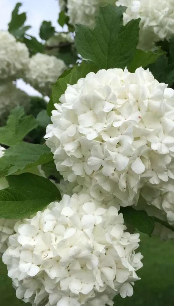 Greenery_Nursery®_Hydrangea_White_Flowering_Plant_&_Tree_(1.5-3.5_Ft_Height)_Well_Watered_Hydrangea_Plant,_Pack_Of_1