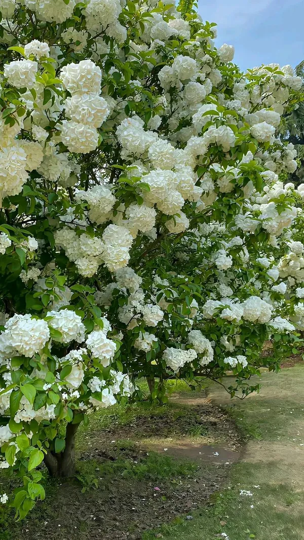 Greenery_Nursery®_Hydrangea_White_Flowering_Plant_&_Tree_(1.5-3.5_Ft_Height)_Well_Watered_Hydrangea_Plant,_Pack_Of_1
