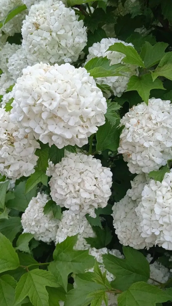 Greenery_Nursery®_Hydrangea_White_Flowering_Plant_&_Tree_(1.5-3.5_Ft_Height)_Well_Watered_Hydrangea_Plant,_Pack_Of_1