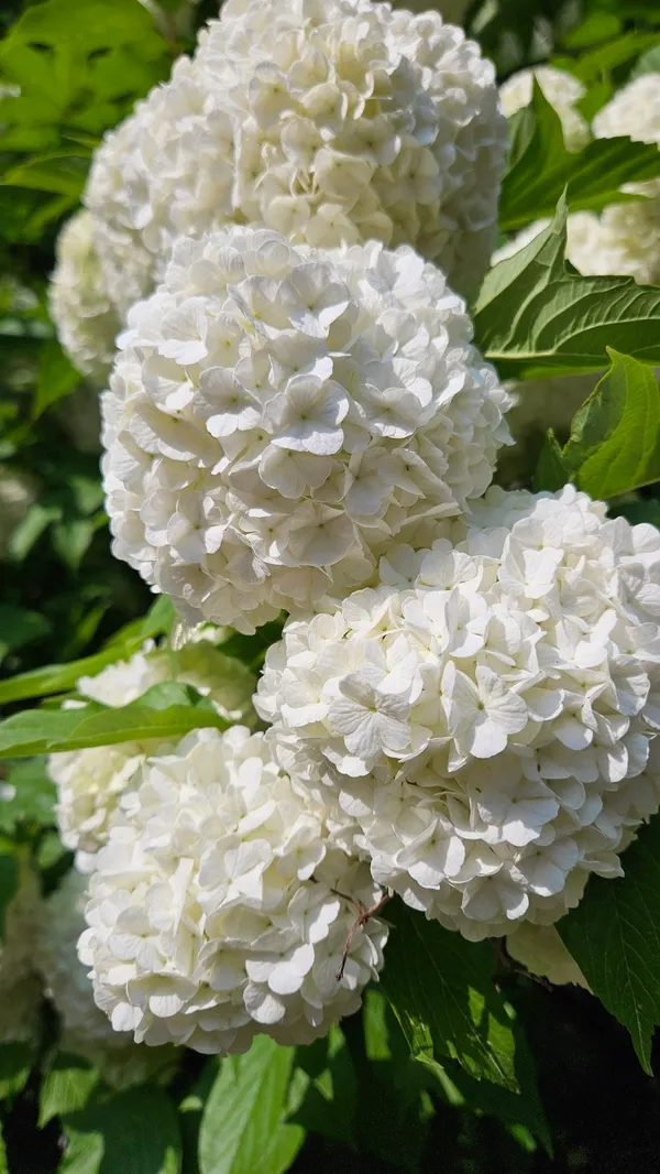 Greenery_Nursery®_Hydrangea_White_Flowering_Plant_&_Tree_(1.5-3.5_Ft_Height)_Well_Watered_Hydrangea_Plant,_Pack_Of_1