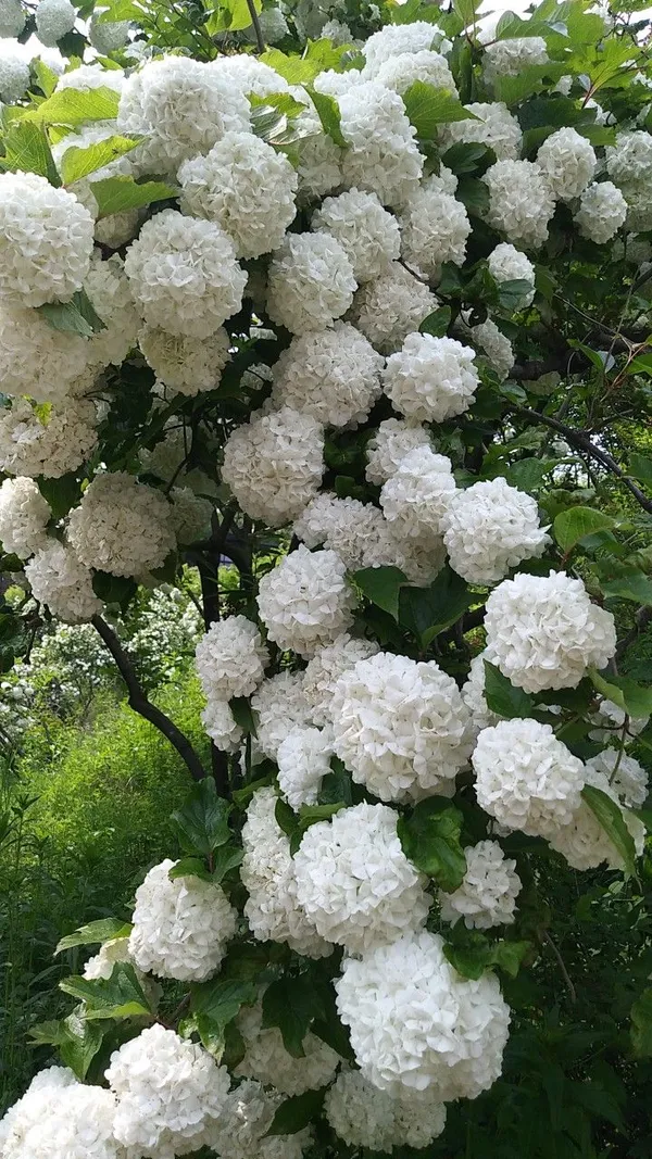 Greenery_Nursery®_Hydrangea_White_Flowering_Plant_&_Tree_(1.5-3.5_Ft_Height)_Well_Watered_Hydrangea_Plant,_Pack_Of_1