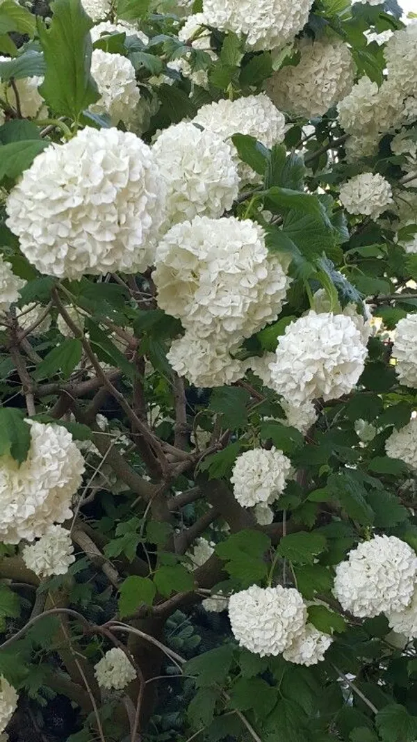Greenery_Nursery®_Hydrangea_White_Flowering_Plant_&_Tree_(1.5-3.5_Ft_Height)_Well_Watered_Hydrangea_Plant,_Pack_Of_1