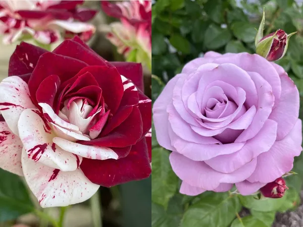 Greenery_Nursery®_Iconic_Rose_Flowering_Plant_For_Enhance_Your_Home_Garden_Beauty_(Pack_Of_2)