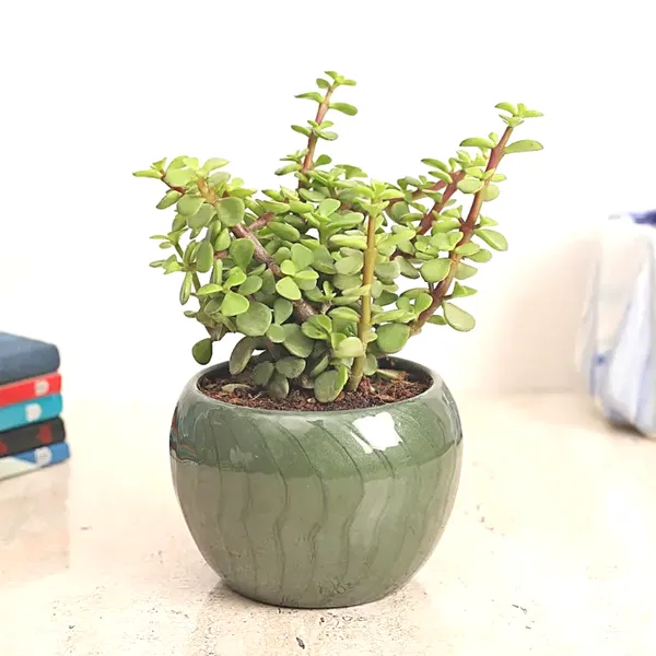 Greenery_Nursery®_Jade_Plant_(crassula_ovata)_Low-Maintenance_Best_Indoor_Plant_For_Your_Home/Office/Garden_Decor,_Pack_Of_1