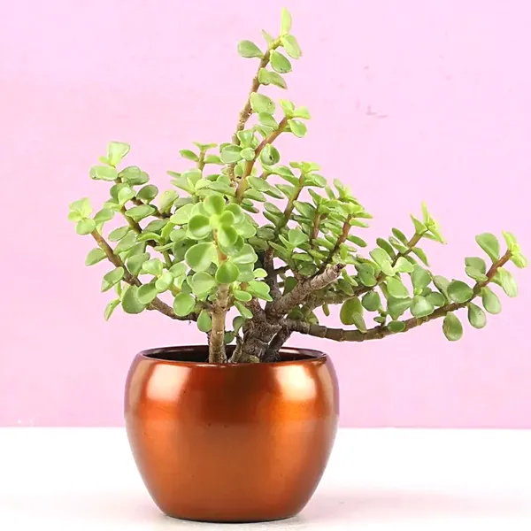 Greenery_Nursery®_Jade_Plant_(crassula_ovata)_Low-Maintenance_Best_Indoor_Plant_For_Your_Home/Office/Garden_Decor,_Pack_Of_1